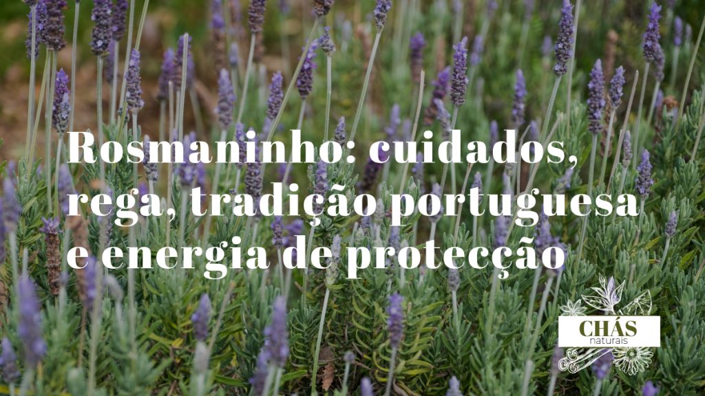 rosmaninho Lavandula stoechas com brácteas roxas características em flor em encosta alentejana ao sol