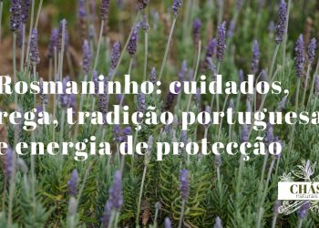 rosmaninho Lavandula stoechas com brácteas roxas características em flor em encosta alentejana ao sol