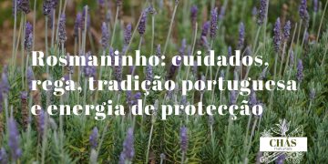 rosmaninho Lavandula stoechas com brácteas roxas características em flor em encosta alentejana ao sol