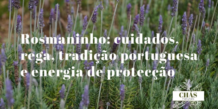 rosmaninho Lavandula stoechas com brácteas roxas características em flor em encosta alentejana ao sol