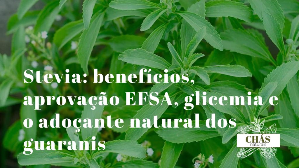 stevia benefícios — folhas verdes de Stevia rebaudiana planta adoçante natural aprovada pela EFSA como aditivo seguro