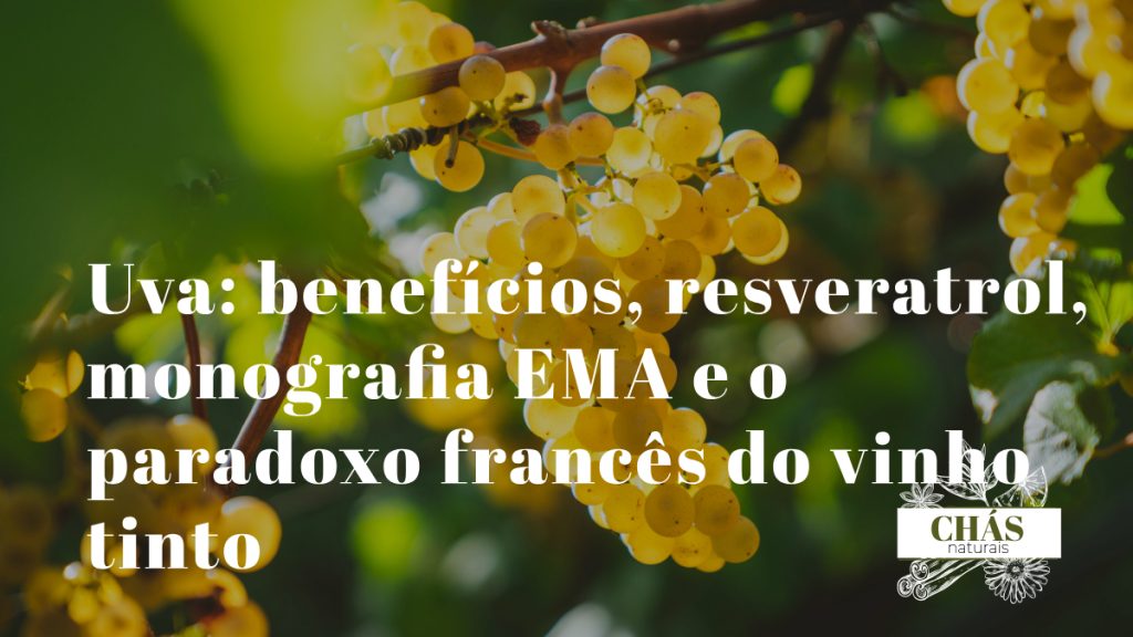 uva benefícios — uvas tintas Vitis vinifera com casca escura ricas em resveratrol e proantocianidinas