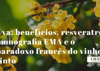 uva benefícios — uvas tintas Vitis vinifera com casca escura ricas em resveratrol e proantocianidinas