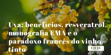 uva benefícios — uvas tintas Vitis vinifera com casca escura ricas em resveratrol e proantocianidinas