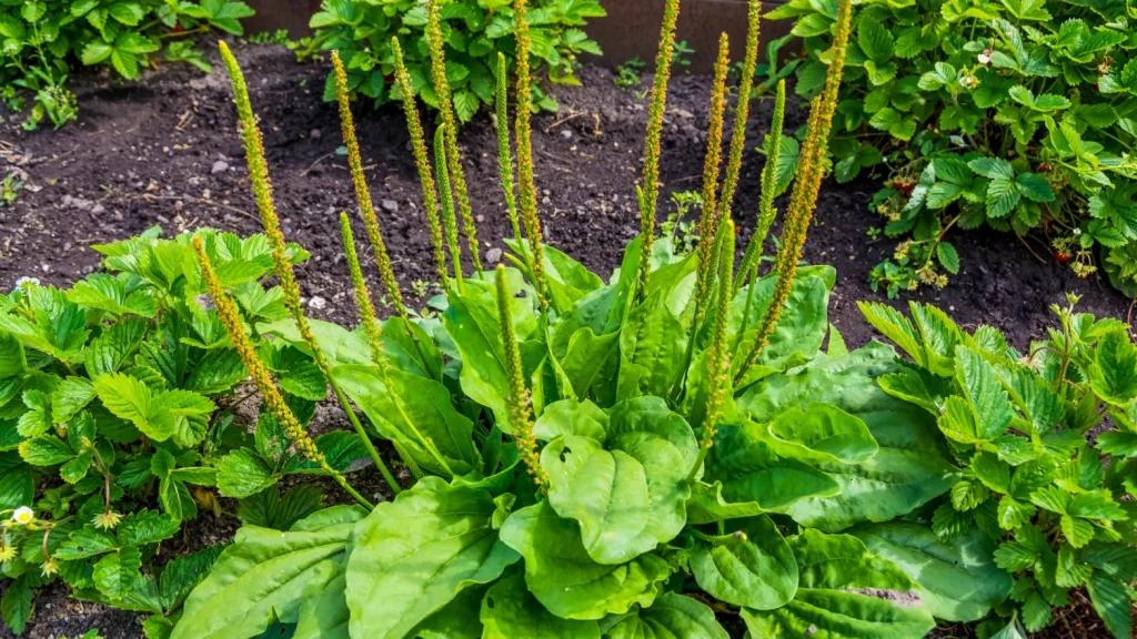 Planta tanchagem