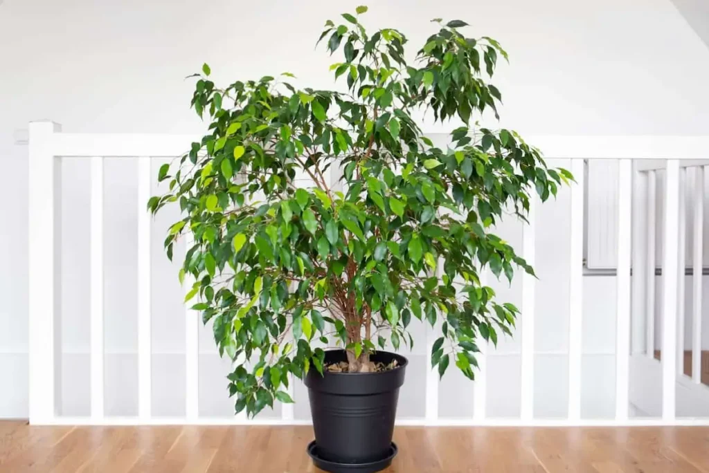 Ficus benjamina — purificador de escritório