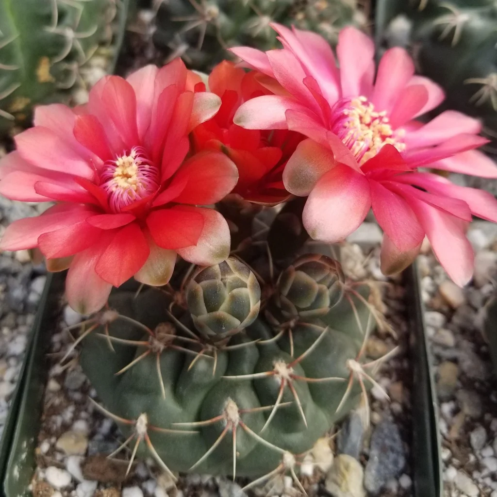 Gymnocalycium baldianum
