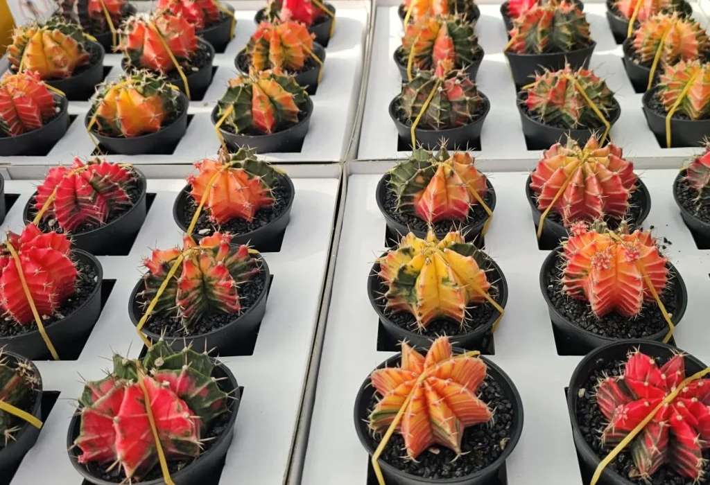 Gymnocalycium mihanovichii