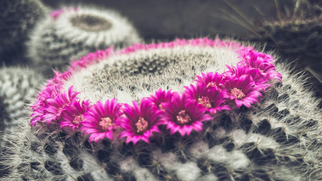 Mammillaria hahniana
