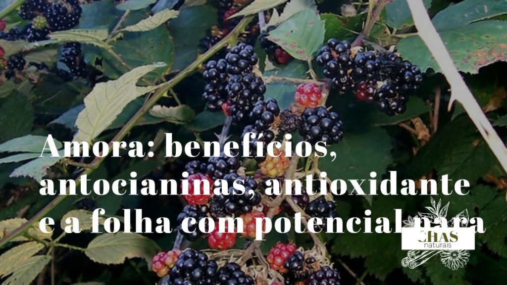 amora benefícios — amoras roxo-escuras silvestres ricas em antocianinas e elagitaninos