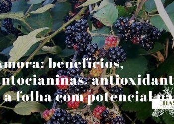 amora benefícios — amoras roxo-escuras silvestres ricas em antocianinas e elagitaninos