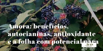 amora benefícios — amoras roxo-escuras silvestres ricas em antocianinas e elagitaninos