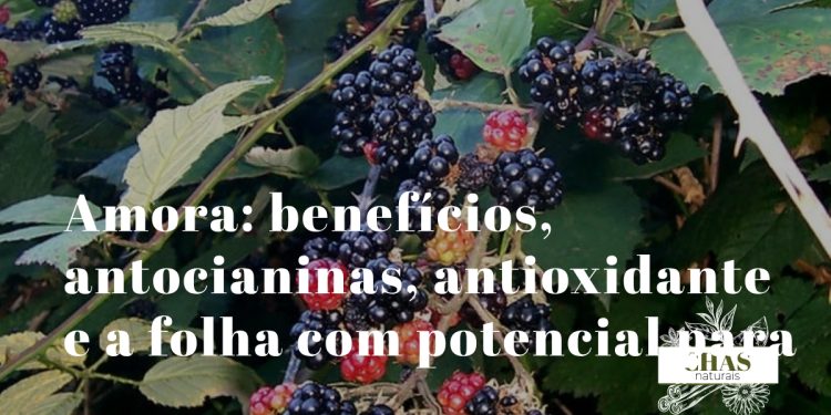 amora benefícios — amoras roxo-escuras silvestres ricas em antocianinas e elagitaninos