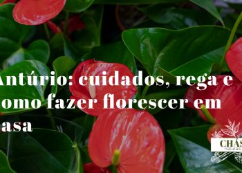 antúrio andraeanum com espata vermelha lacada e espádice amarelo em flor sobre folhas verde-escuras brilhantes