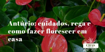 antúrio andraeanum com espata vermelha lacada e espádice amarelo em flor sobre folhas verde-escuras brilhantes