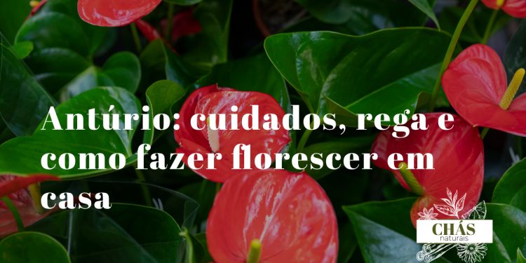 antúrio andraeanum com espata vermelha lacada e espádice amarelo em flor sobre folhas verde-escuras brilhantes
