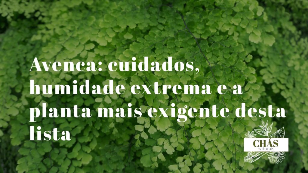 avenca com folhagem delicada em forma de leque e caules finos pretos
