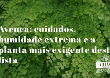 avenca com folhagem delicada em forma de leque e caules finos pretos