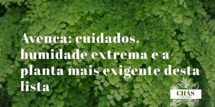 avenca com folhagem delicada em forma de leque e caules finos pretos