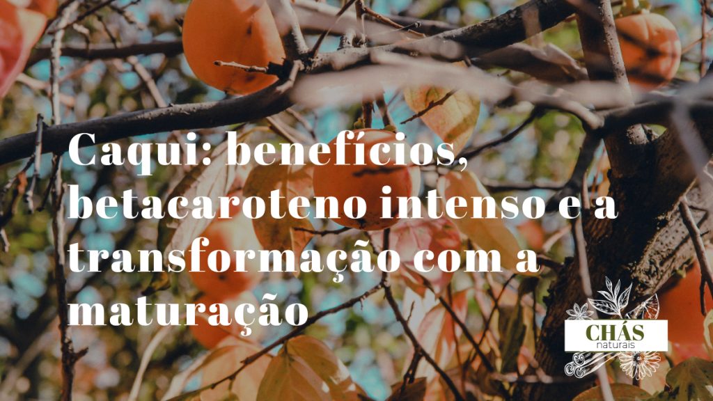 caqui benefícios — caquis maduros laranja Diospyros kaki ricos em betacaroteno