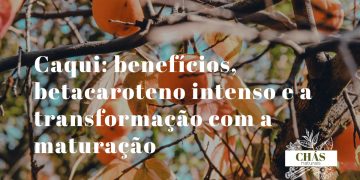 caqui benefícios — caquis maduros laranja Diospyros kaki ricos em betacaroteno