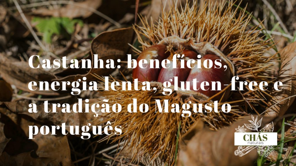 castanha benefícios — castanhas Castanea sativa assadas no Magusto ricas em hidratos de carbono complexos