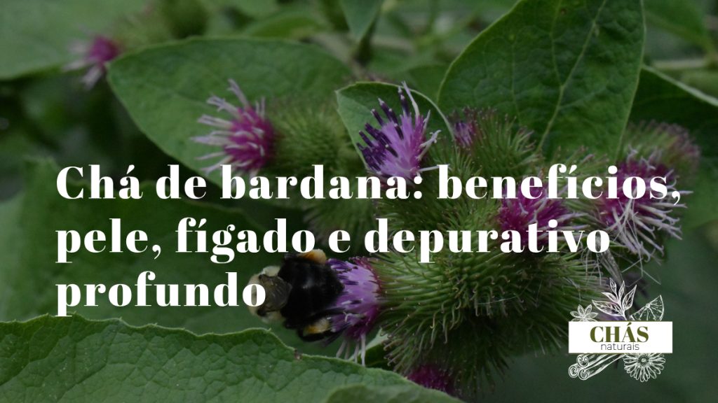 chá de bardana — raiz de Arctium lappa seca fatiada ao lado de frutos espinhosos em gancho sobre superfície rústica