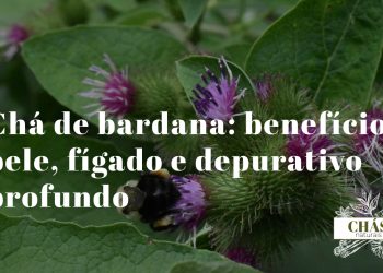 chá de bardana — raiz de Arctium lappa seca fatiada ao lado de frutos espinhosos em gancho sobre superfície rústica