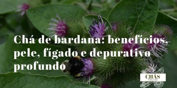 chá de bardana — raiz de Arctium lappa seca fatiada ao lado de frutos espinhosos em gancho sobre superfície rústica