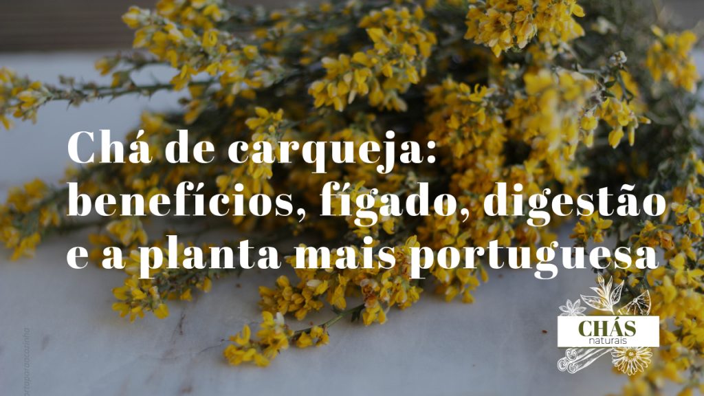 chá de carqueja — caules alados verdes de carqueja Pterospartum tridentatum com flores amarelas em mato português