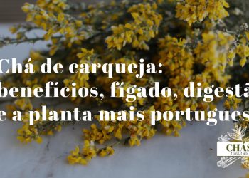 chá de carqueja — caules alados verdes de carqueja Pterospartum tridentatum com flores amarelas em mato português