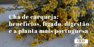 chá de carqueja — caules alados verdes de carqueja Pterospartum tridentatum com flores amarelas em mato português