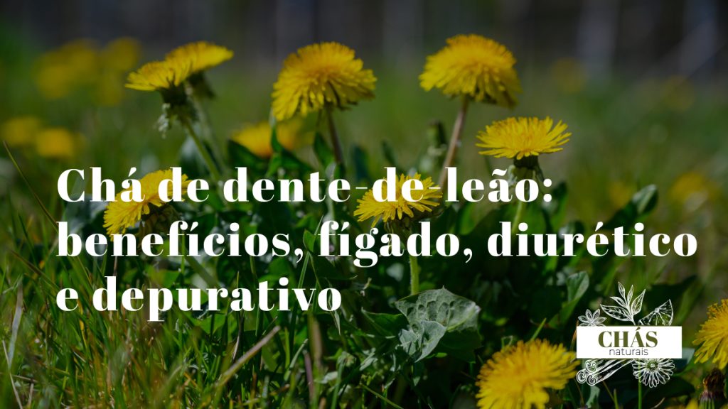 chá de dente-de-leão — flor amarela de Taraxacum officinale e relógio branco de sementes em prado com folhas dentadas