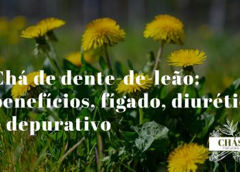 chá de dente-de-leão — flor amarela de Taraxacum officinale e relógio branco de sementes em prado com folhas dentadas