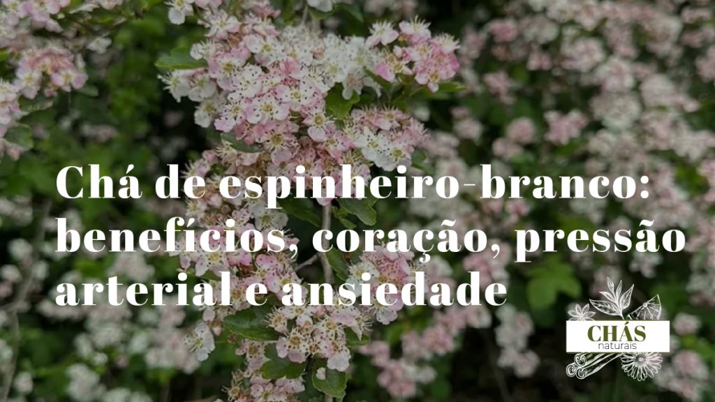 chá de espinheiro-branco — flores brancas do pilriteiro Crataegus monogyna com bagas vermelhas em ramo com espinhos