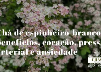 chá de espinheiro-branco — flores brancas do pilriteiro Crataegus monogyna com bagas vermelhas em ramo com espinhos