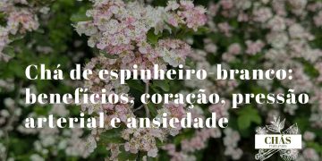 chá de espinheiro-branco — flores brancas do pilriteiro Crataegus monogyna com bagas vermelhas em ramo com espinhos