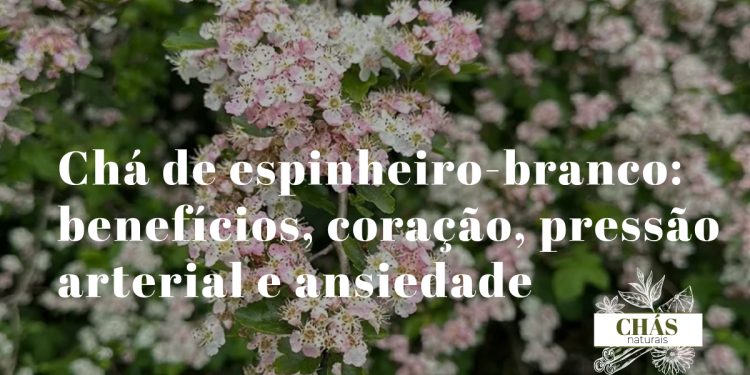 chá de espinheiro-branco — flores brancas do pilriteiro Crataegus monogyna com bagas vermelhas em ramo com espinhos
