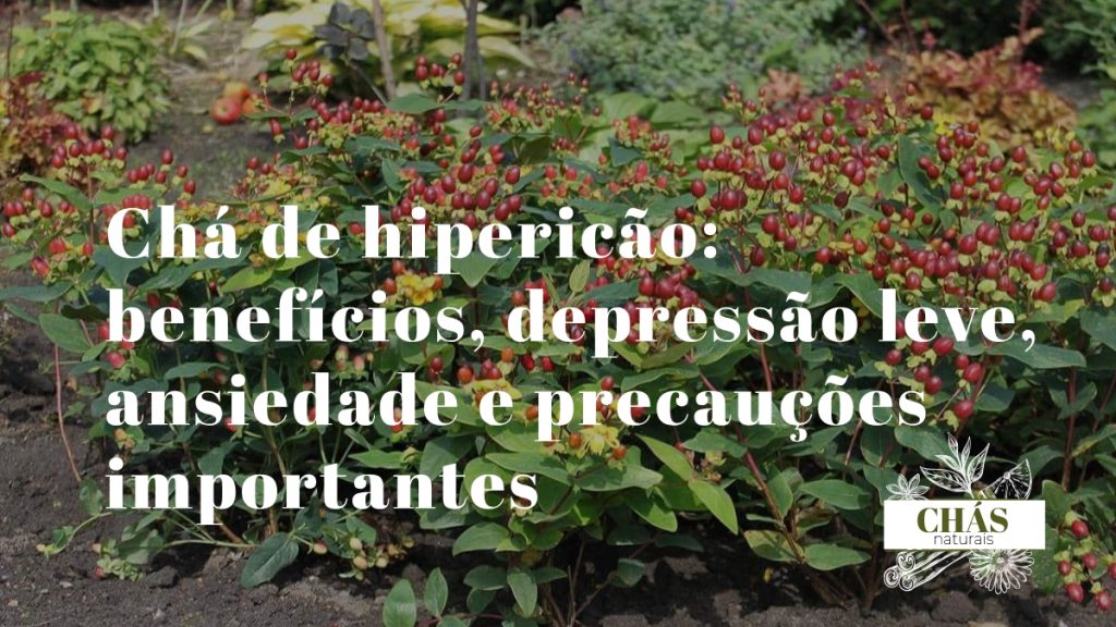 chá de hipericão — flores amarelas de hipericão Hypericum perforatum com pontos negros nas pétalas em campo português