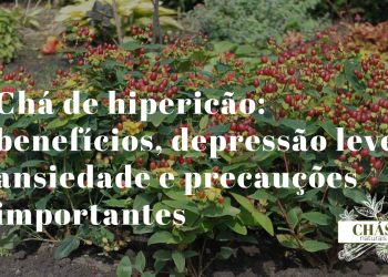 chá de hipericão — flores amarelas de hipericão Hypericum perforatum com pontos negros nas pétalas em campo português
