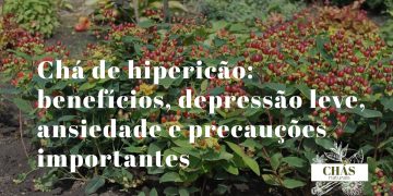 chá de hipericão — flores amarelas de hipericão Hypericum perforatum com pontos negros nas pétalas em campo português