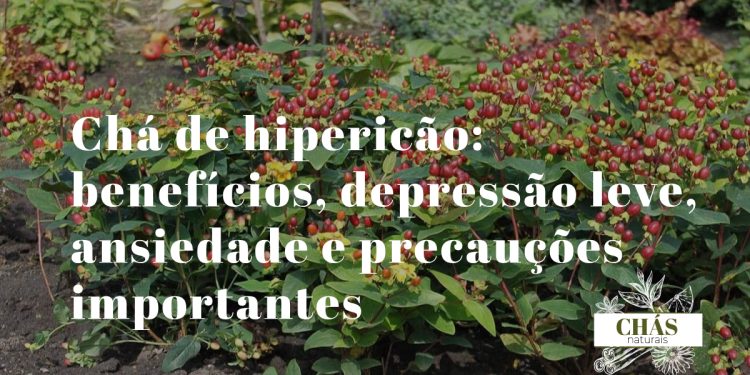 chá de hipericão — flores amarelas de hipericão Hypericum perforatum com pontos negros nas pétalas em campo português