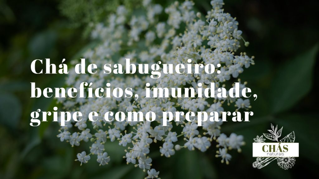 chá de sabugueiro — umbelo de flores brancas frescas ao lado de bagas pretas maduras sobre fundo natural