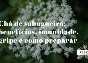 chá de sabugueiro — umbelo de flores brancas frescas ao lado de bagas pretas maduras sobre fundo natural