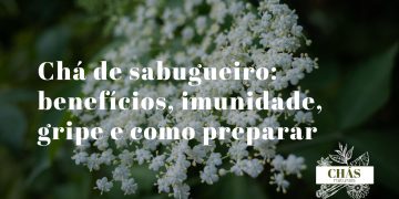 chá de sabugueiro — umbelo de flores brancas frescas ao lado de bagas pretas maduras sobre fundo natural
