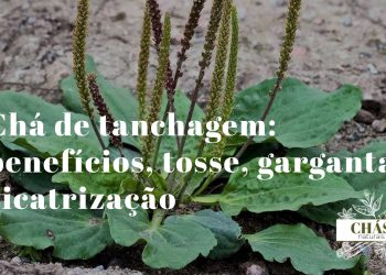 chá de tanchagem — folhas estreitas de Plantago lanceolata com nervuras paralelas em roseta basal em prado português
