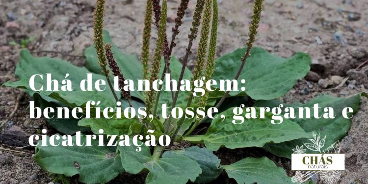 chá de tanchagem — folhas estreitas de Plantago lanceolata com nervuras paralelas em roseta basal em prado português