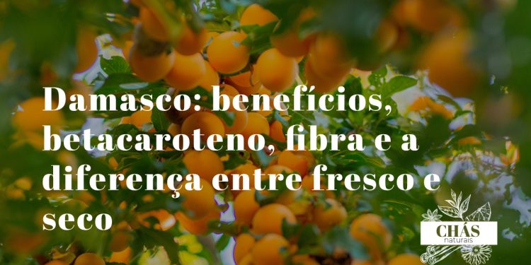 damasco benefícios — damascos alaranjados frescos Prunus armeniaca ricos em betacaroteno