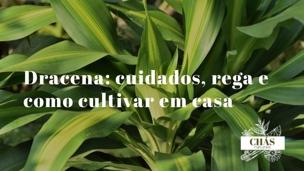 dracena marginata com folhas finas e bordas vermelhas no topo de tronco esguio em vaso de interior
