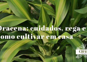 dracena marginata com folhas finas e bordas vermelhas no topo de tronco esguio em vaso de interior